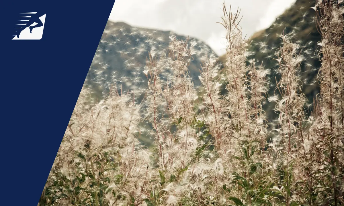 Laufen gehen mit Pollenallergie: Die 7 wichtigsten Tipps Pollen fliegen in der Natur